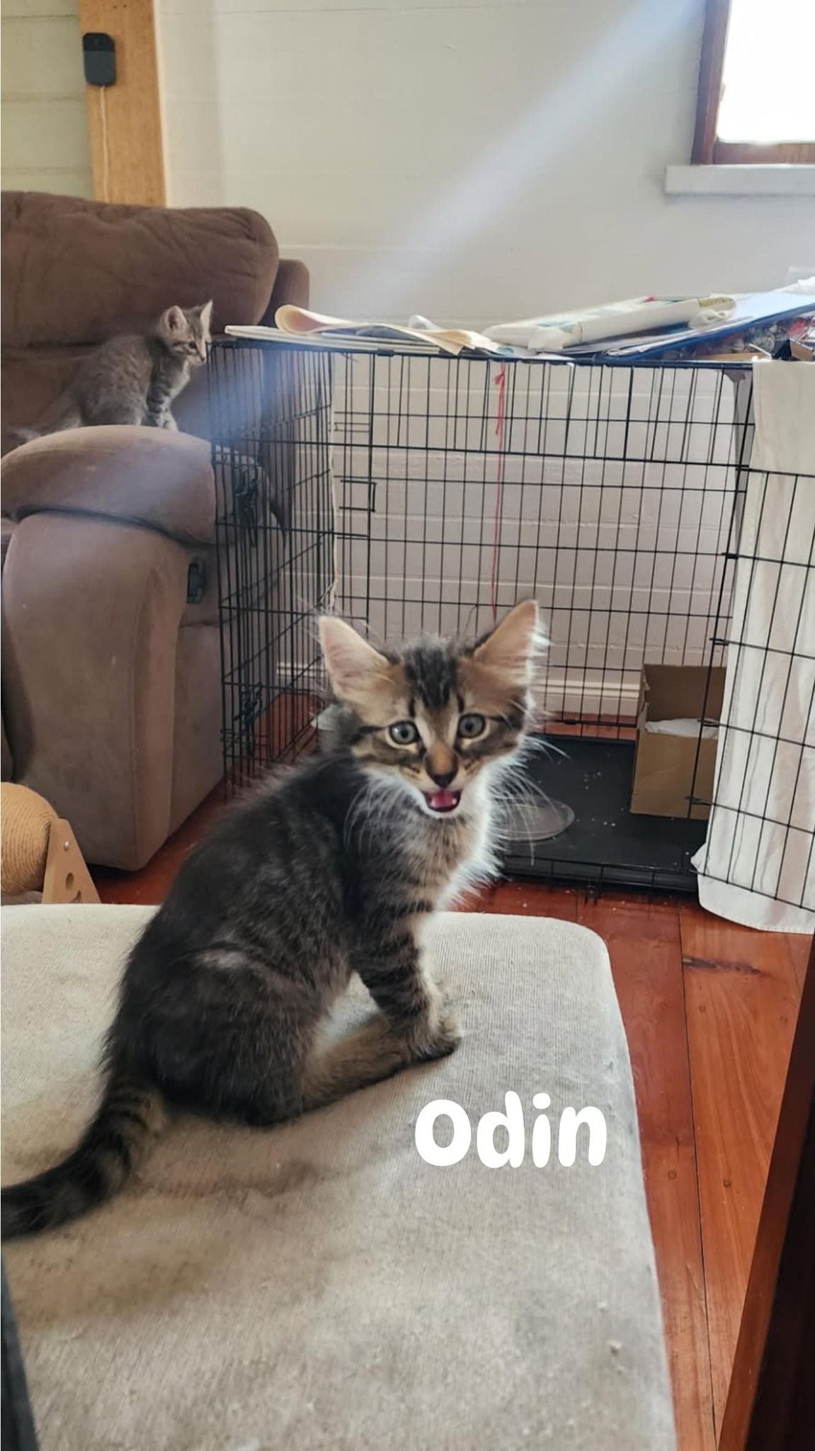 Odin Odin